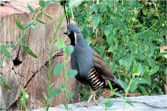 30 лучших птиц, за которыми можно наблюдать в Орегоне