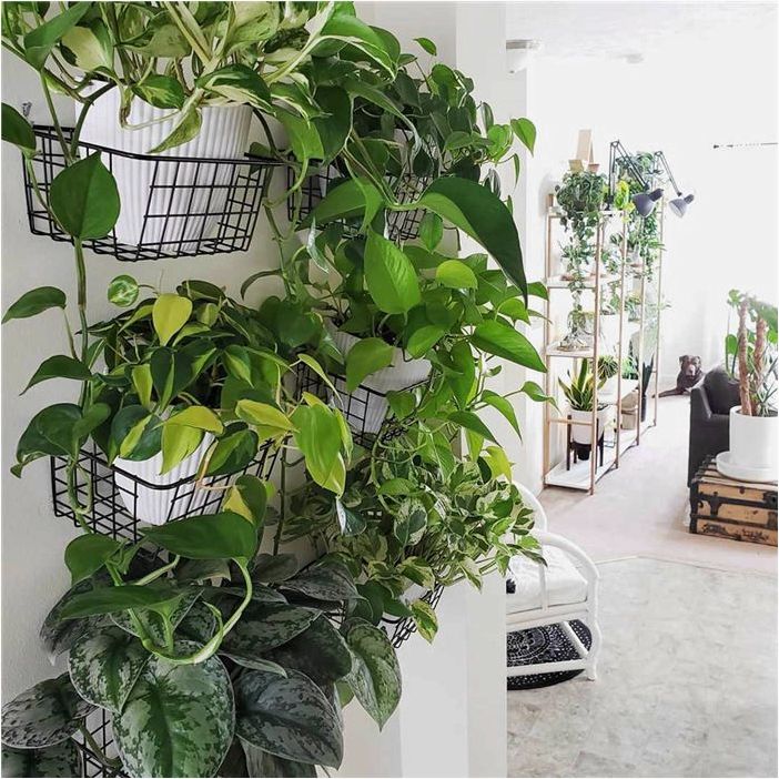 8 идей живых стен