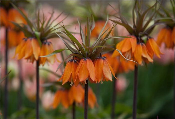 Как выращивать и ухаживать за растениями Crown Imperial