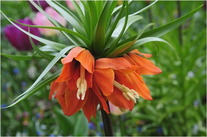 Как выращивать и ухаживать за растениями Crown Imperial