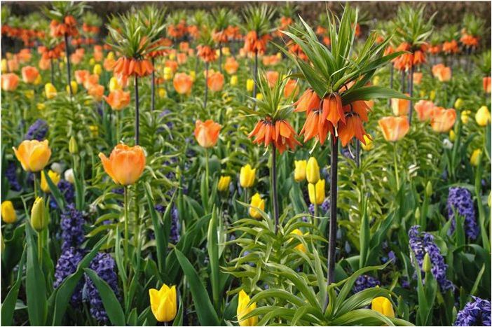 Как выращивать и ухаживать за растениями Crown Imperial