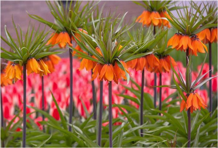 Как выращивать и ухаживать за растениями Crown Imperial