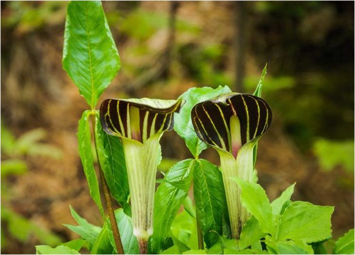 Как выращивать и ухаживать за Jack-in-the-Pulpit (Bog Onion)