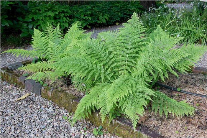 Как выращивать и ухаживать за женскими папоротниками