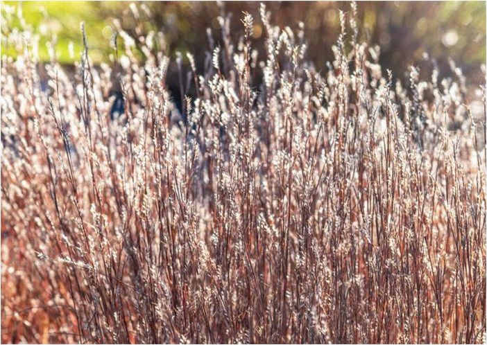 Как выращивать и ухаживать за Little Bluestem