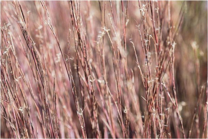 Как выращивать и ухаживать за Little Bluestem