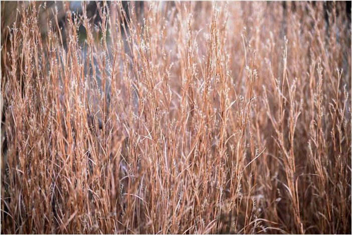 Как выращивать и ухаживать за Little Bluestem