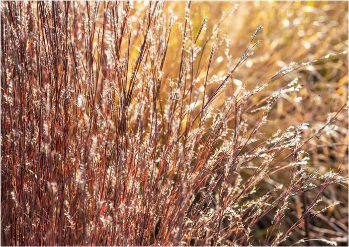 Как выращивать и ухаживать за Little Bluestem