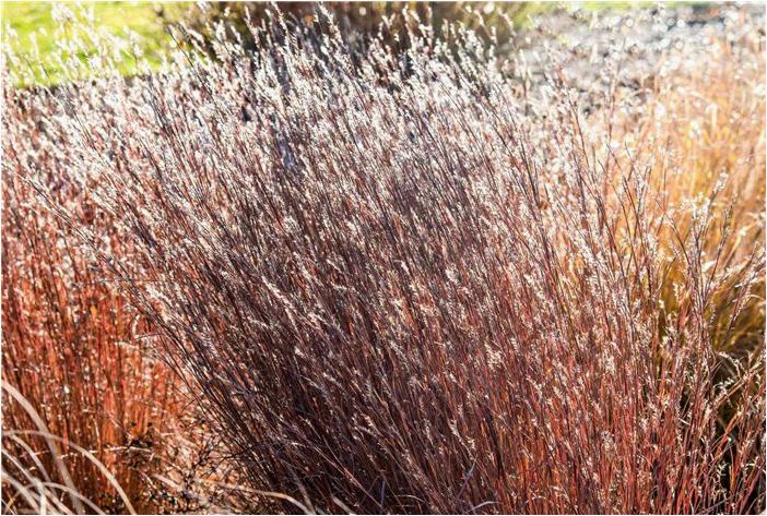Как выращивать и ухаживать за Little Bluestem