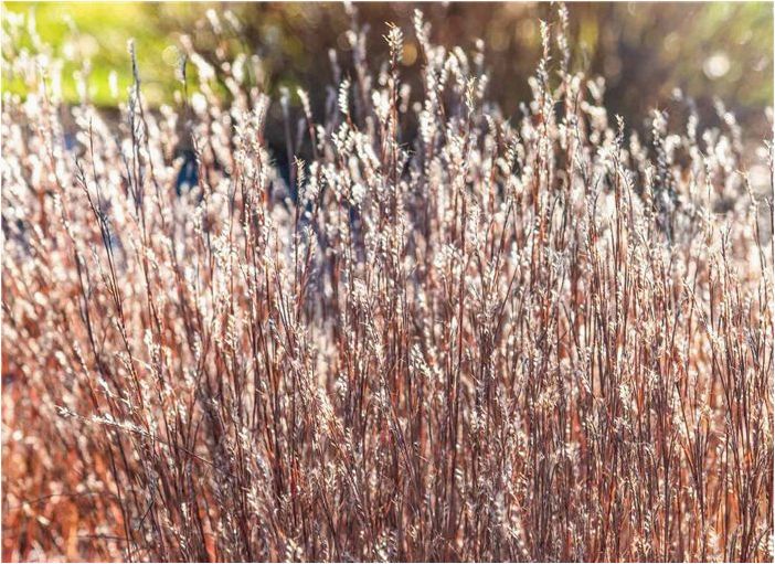 Как выращивать и ухаживать за Little Bluestem