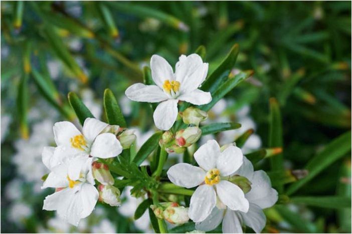 Как выращивать и ухаживать за мексиканским апельсиновым растением