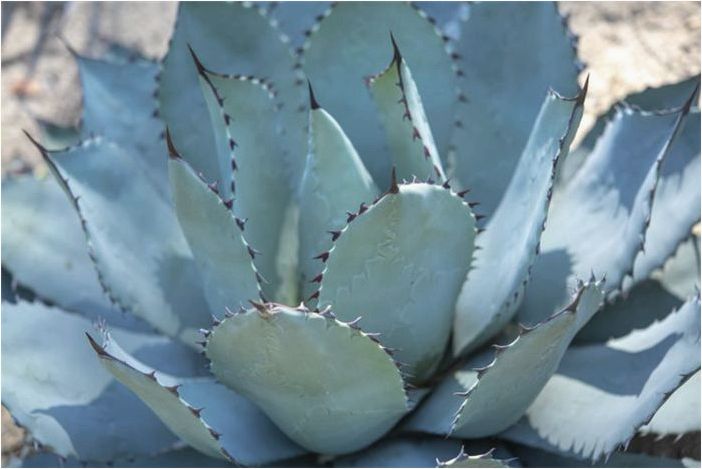 Как выращивать и ухаживать за агавой Парри (Agave Parryi)