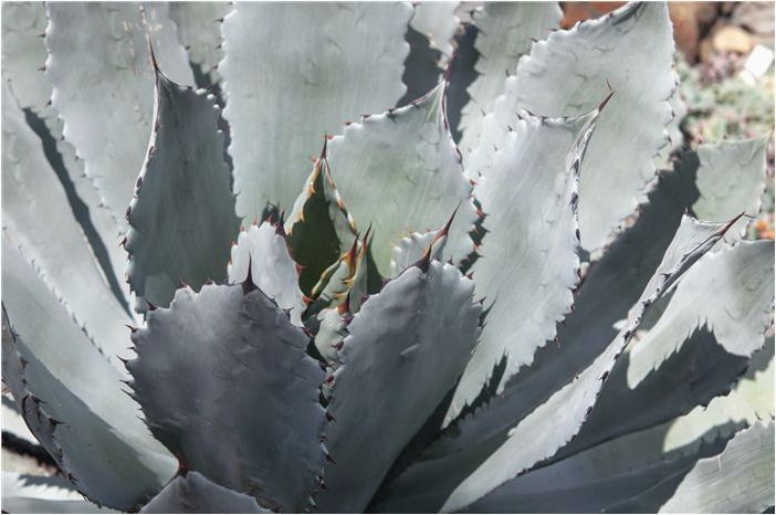 Как выращивать и ухаживать за агавой Парри (Agave Parryi)