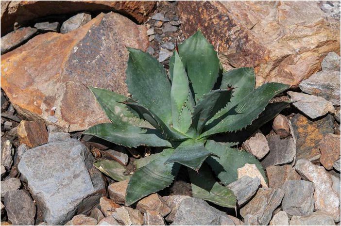 Как выращивать и ухаживать за агавой Парри (Agave Parryi)