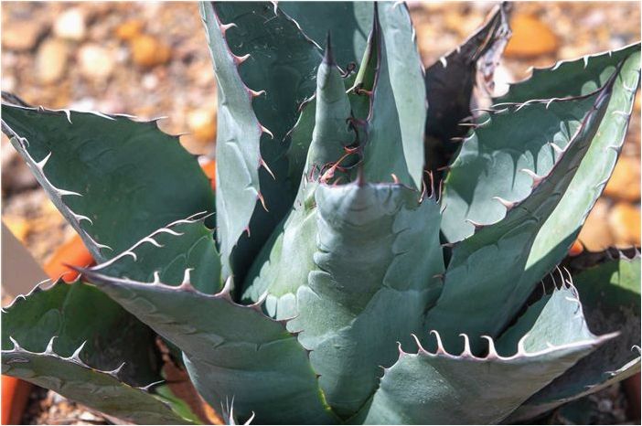 Как выращивать и ухаживать за агавой Парри (Agave Parryi)