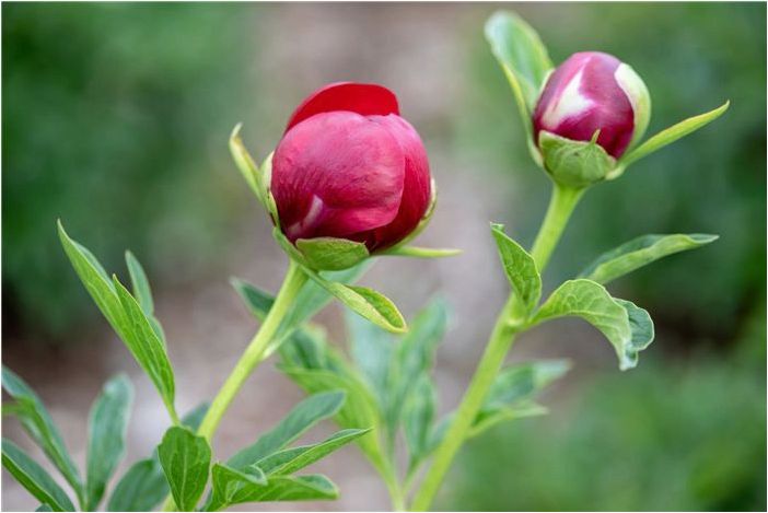 Как выращивать и ухаживать за пионом 'Red Charm'