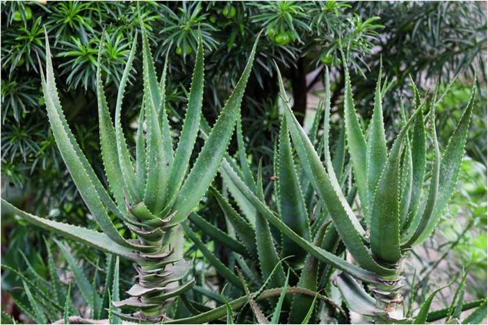 Как вырастить алоэ Кранца (Aloe arborescens)