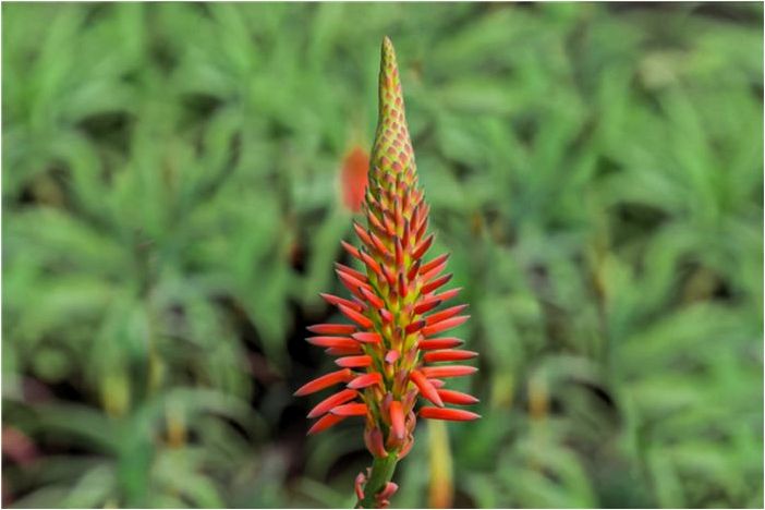 Как вырастить алоэ Кранца (Aloe arborescens)
