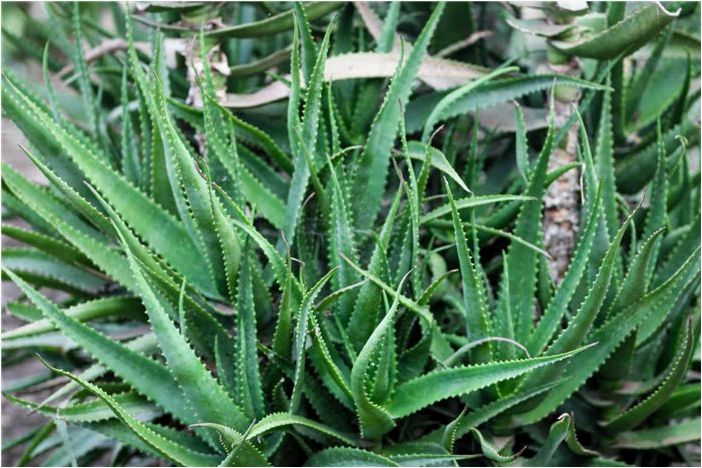 Как вырастить алоэ Кранца (Aloe arborescens)