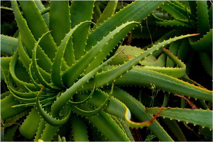 Как вырастить алоэ Кранца (Aloe arborescens)
