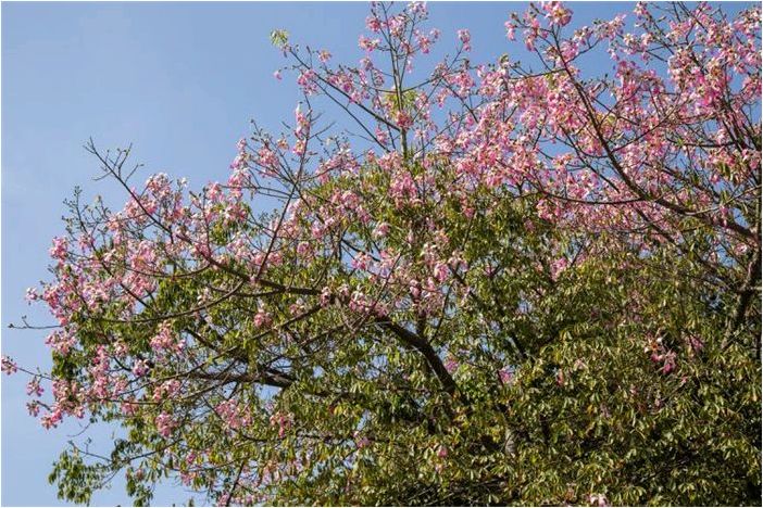 Как выращивать деревья шелкопряда
