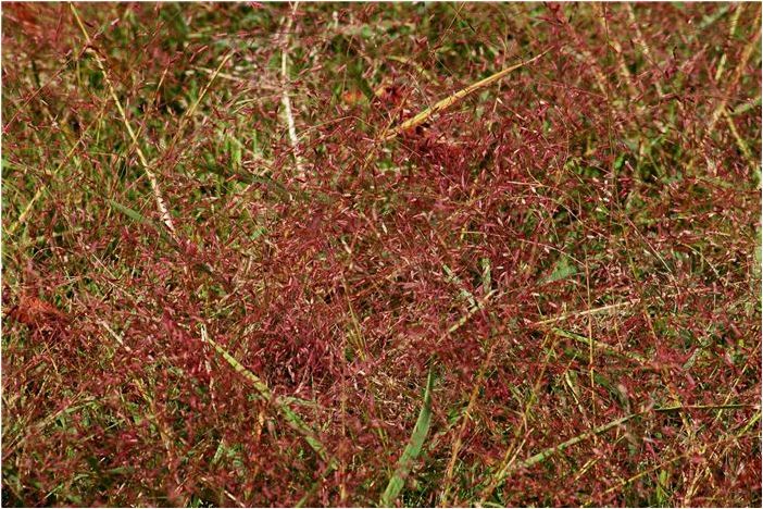 Ландшафтный дизайн с местными растениями, северо-восток США: Многолетние солнечные сады