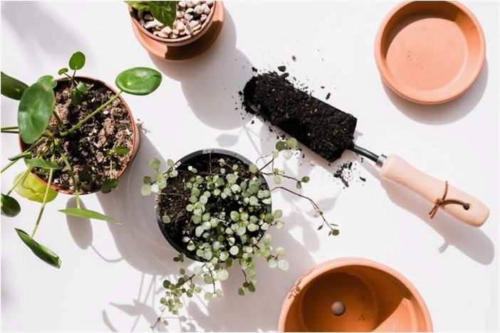 Профиль растения Pilea