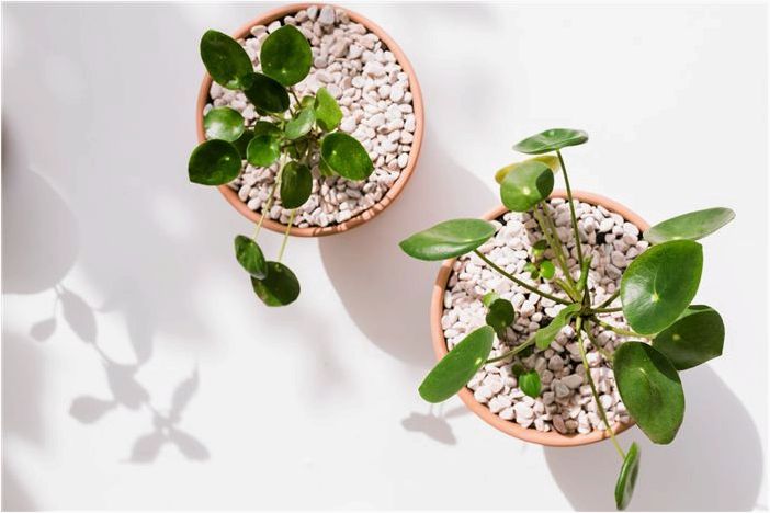 Профиль растения Pilea