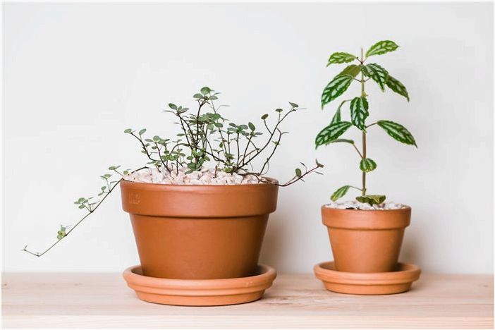 Профиль растения Pilea