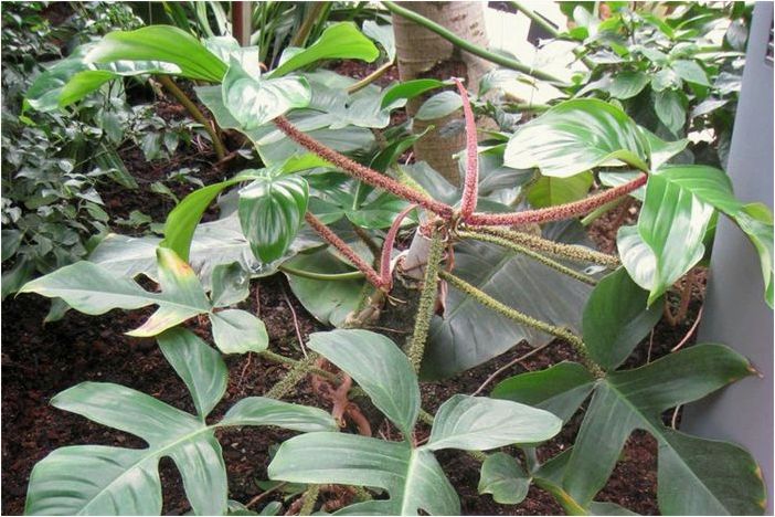 Как выращивать и ухаживать за Philodendron Squamiferum