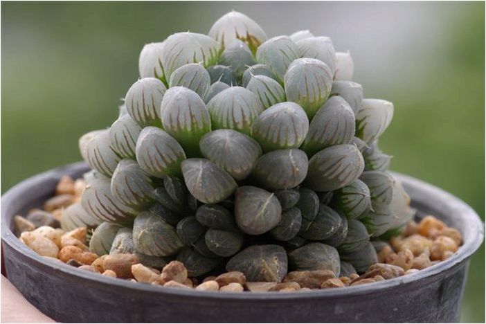 Как выращивать и ухаживать за растением Haworthia Cooperi