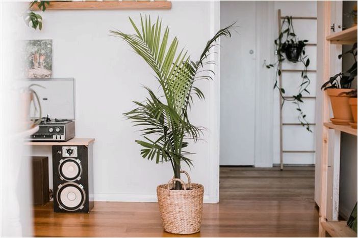 Как выращивать и ухаживать за пальмой Majesty Palm