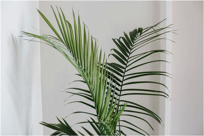 Как выращивать и ухаживать за пальмой Majesty Palm