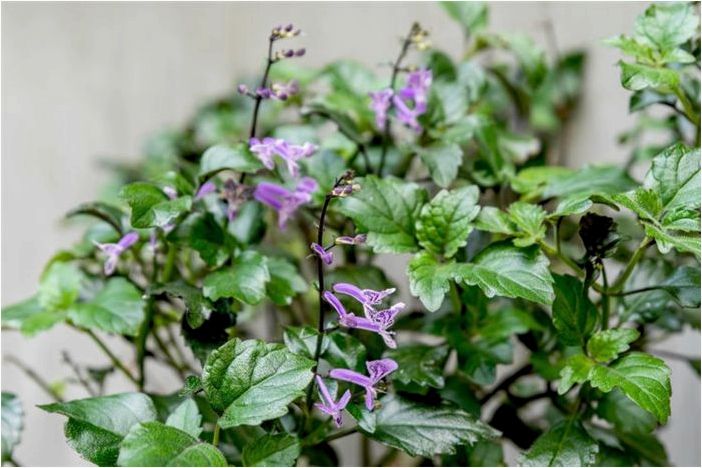 Как выращивать и ухаживать за плектрантусом 'Mona Lavender'