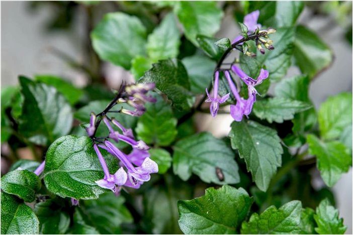Как выращивать и ухаживать за плектрантусом 'Mona Lavender'