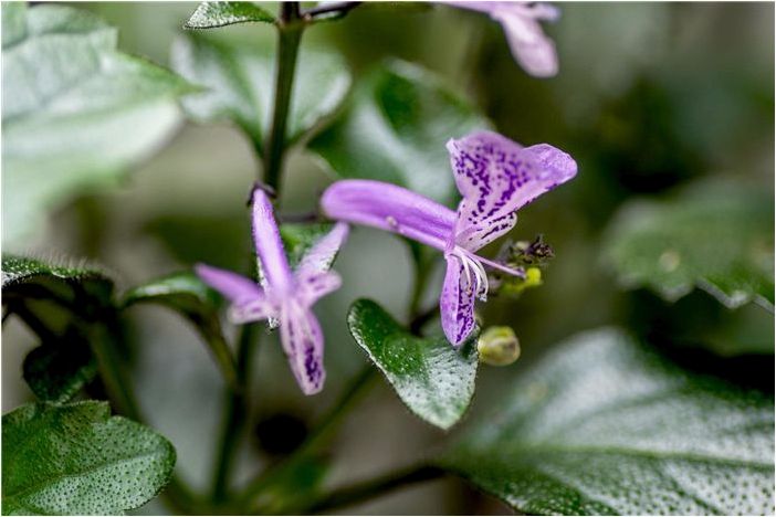 Как выращивать и ухаживать за плектрантусом 'Mona Lavender'