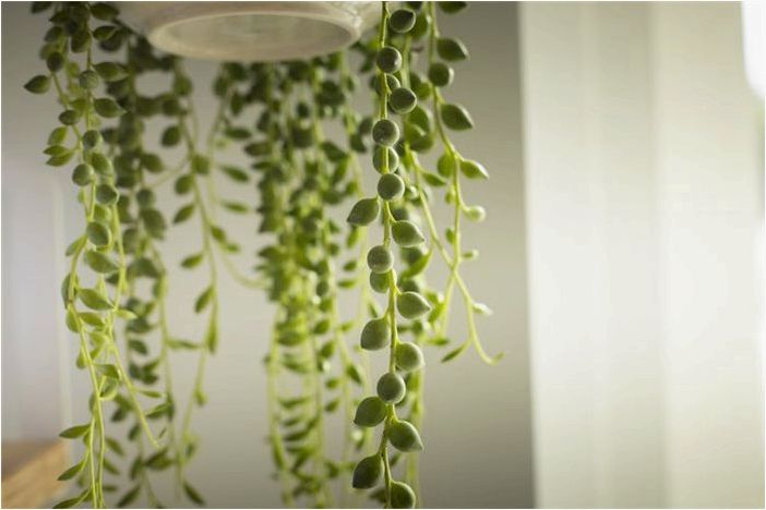 10 сортов подвесных суккулентов