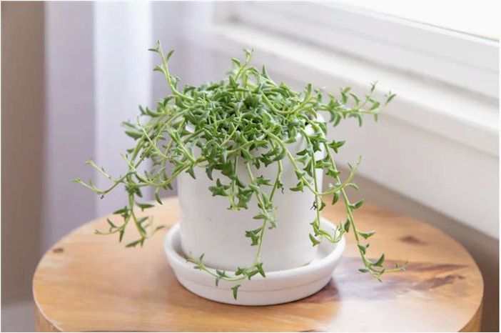 10 сортов подвесных суккулентов