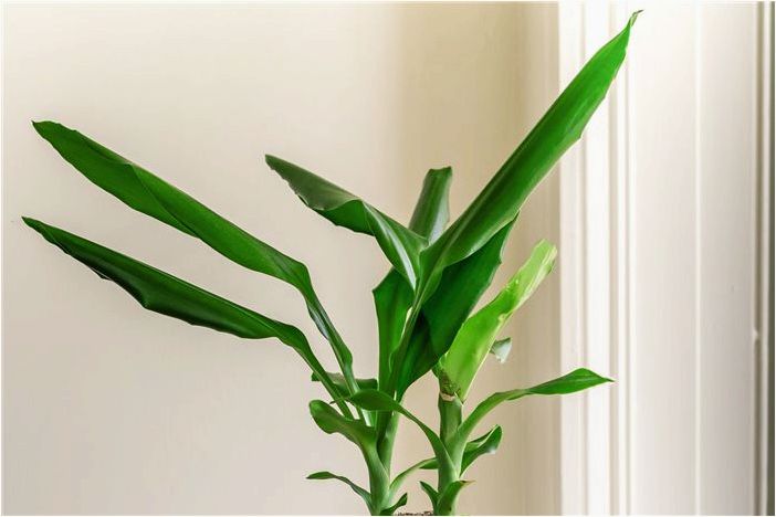 Как выращивать и ухаживать за кукурузным растением (Dracaena)