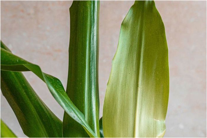 Как выращивать и ухаживать за кукурузным растением (Dracaena)