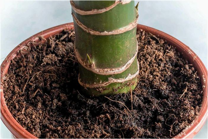 Как выращивать и ухаживать за кукурузным растением (Dracaena)