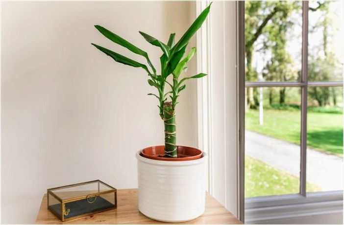 Как выращивать и ухаживать за кукурузным растением (Dracaena)