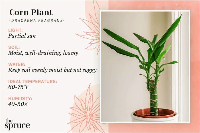 Как выращивать и ухаживать за кукурузным растением (Dracaena)