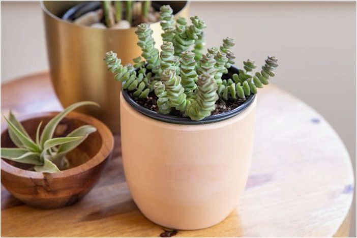 Как выращивать и ухаживать за Crassula perforata