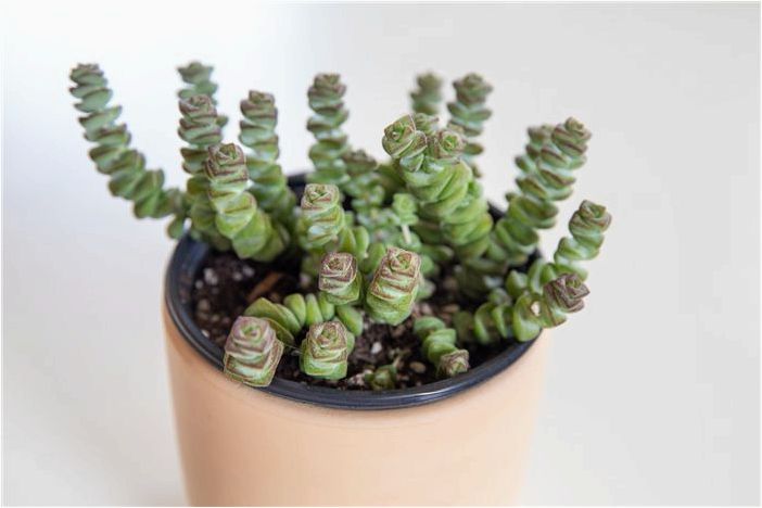 Как выращивать и ухаживать за Crassula perforata
