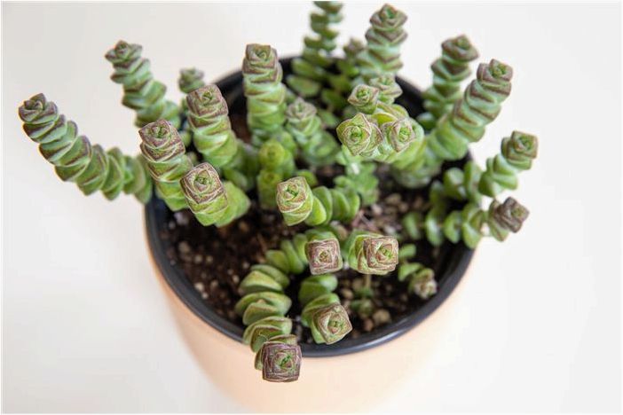 Как выращивать и ухаживать за Crassula perforata