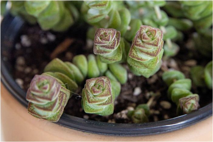 Как выращивать и ухаживать за Crassula perforata