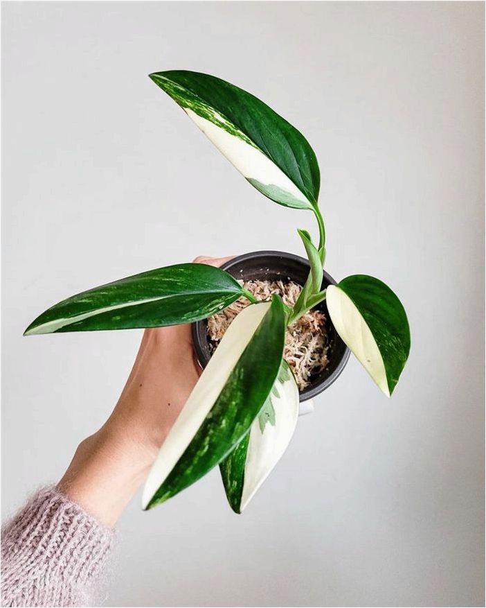 Как выращивать и ухаживать за Monstera Standleyana Albo