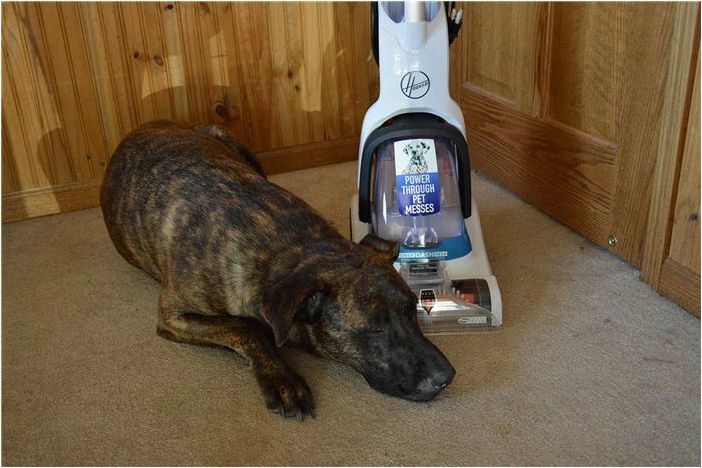 Обзор: Компактный коврочист Hoover PowerDash Pet - маленький, но мощный