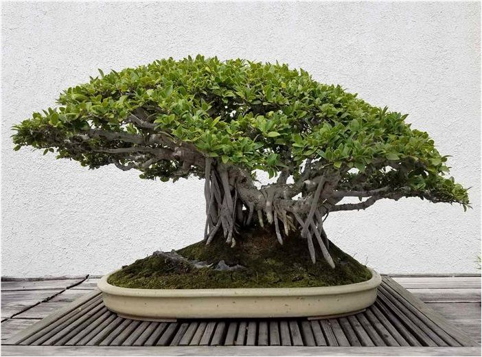 9 видов фиговых деревьев для выращивания в закрытом и открытом грунте